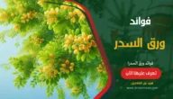 فوائد ورق السدر