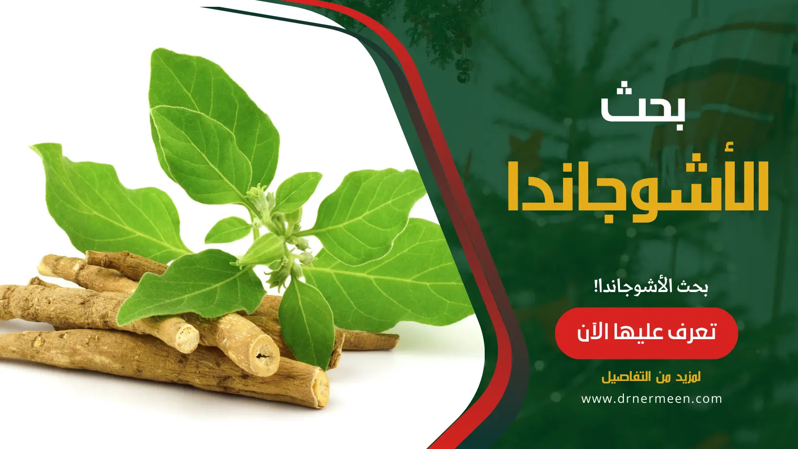الأشوجاندا