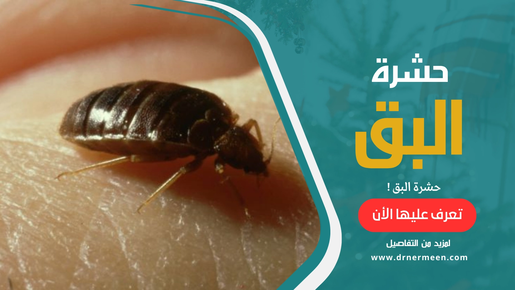 حشرة البق Cimex lectularius