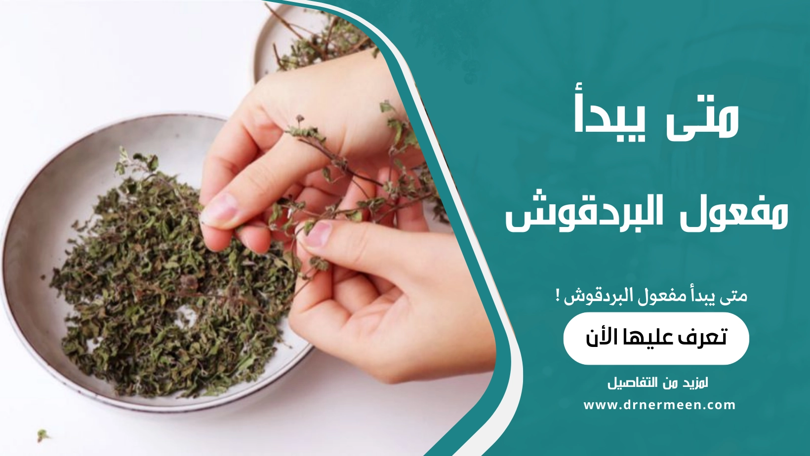 متى يبدأ مفعول البردقوش في الجسم