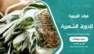 فوائد الميرمية للدورة الشهرية