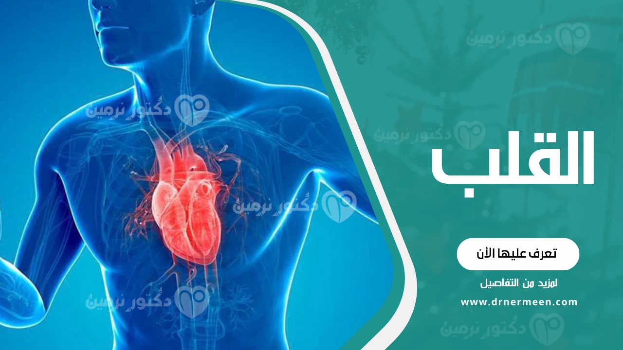 ما هو القلب وأين يقع؟