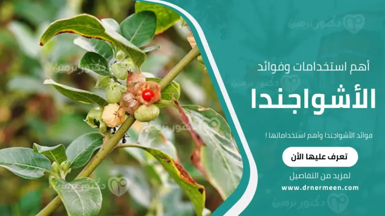 فوائد الأشواجندا وأهم استخداماتها