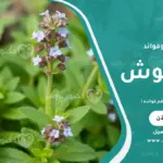 البردقوش استخداماته وفوائده
