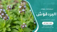 البردقوش استخداماته وأهم فوائده