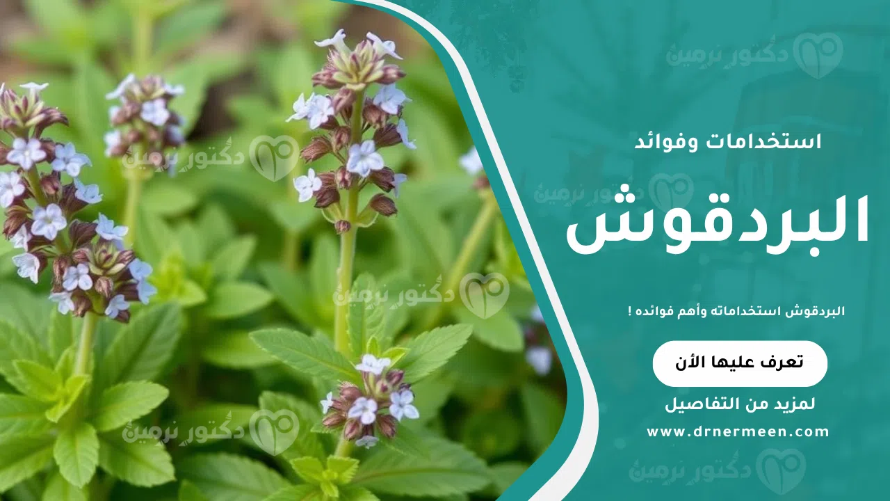 البردقوش استخداماته وأهم فوائده