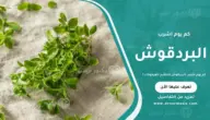 كم يوم اشرب البردقوش لتنظيم الهرمونات