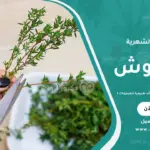 البردقوش لتنظيم الدورة الشهرية وفوائده الطبيعية للهرمونات
