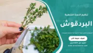 البردقوش لتنظيم الدورة الشهرية: فوائد طبيعية للهرمونات
