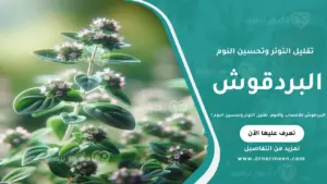 البردقوش للأعصاب والنوم وتقليل التوتر وتحسين جودة النوم