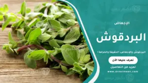 البردقوش والإجهاض الحقيقة والخرافة