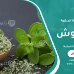 تأثير البردقوش على الغدة الدرقية وتنظيم هرموناتها