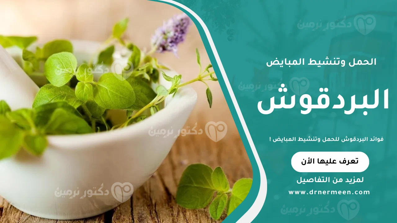 فوائد البردقوش للحمل وتنشيط المبايض بشكل طبيعي