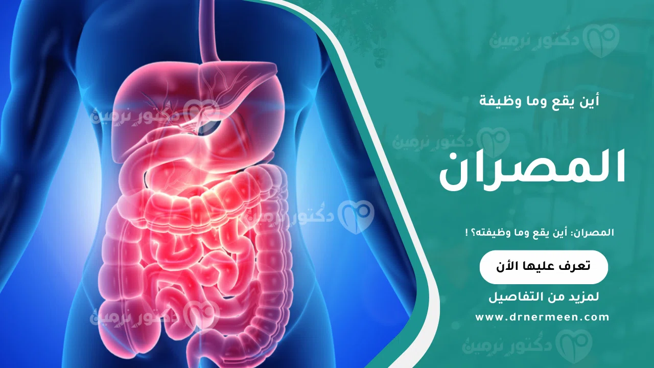 المصران ووظيفته في الجهاز الهضمي وأهم المشكلات الصحية المتعلقة به