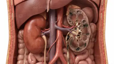 أضرار التدخين على الكلى وتأثيره السلبي على وظائف الكلى