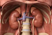 الكلى ووظائفها الحيوية في تنقية الدم والحفاظ على توازن السوائل