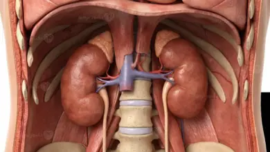 الكلى ووظائفها الحيوية في تنقية الدم والحفاظ على توازن السوائل
