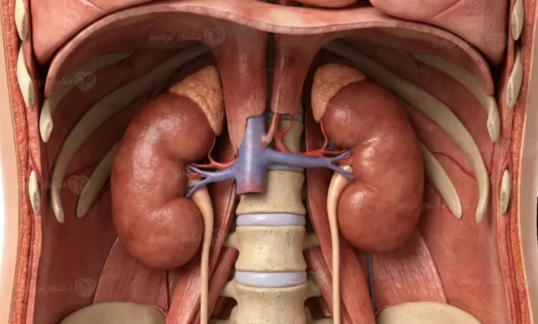 الكلى ووظائفها الحيوية في تنقية الدم والحفاظ على توازن السوائل