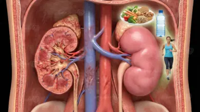 تأثير السكري على الكلى وكيفية الوقاية وأهم طرق حماية الكلى من مضاعفات السكري