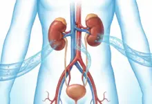 دور الكلى في توازن الجسم والماء وأهم وظائفها في تنظيم السوائل