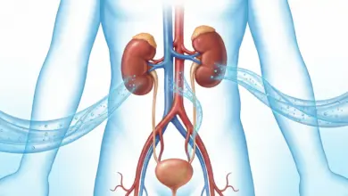 دور الكلى في توازن الجسم والماء وأهم وظائفها في تنظيم السوائل